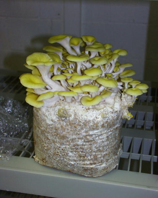 Golden Trumpet oyster mushrooms