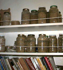 Peroxide-treated mushroom spawn and agar cultures growing on a bookshelf