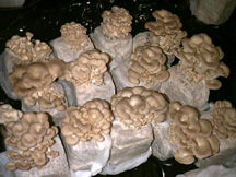 Elm oyster mushrooms growing on sawdust blocks prepared by the peroxide method